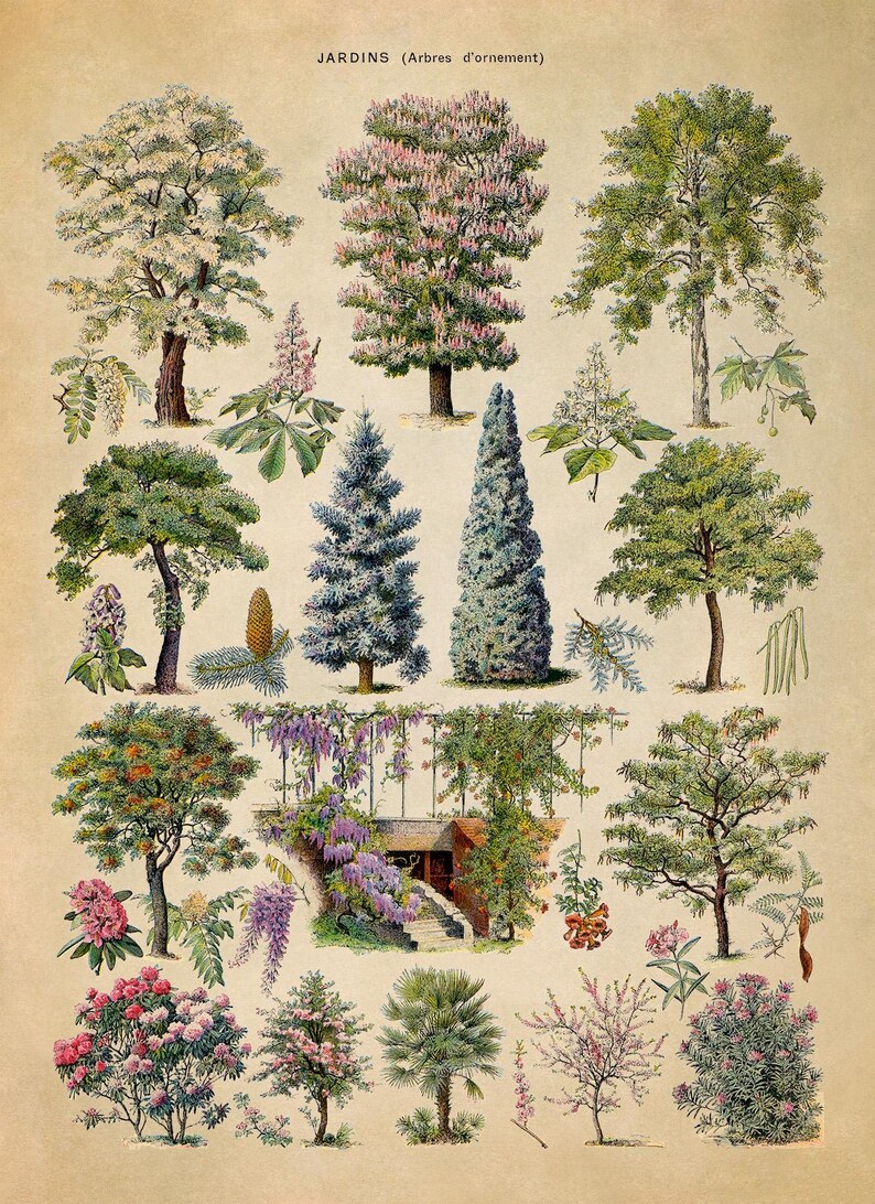 Ornamental Trees Species Chart, Scientific Botany Illustration, AM76 image 2