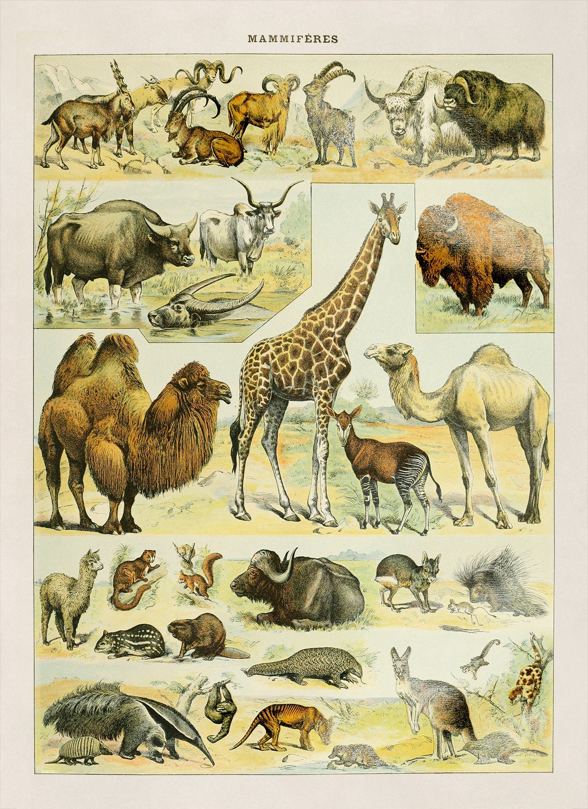 アート・デザイン・音楽 CLASSIC NATURAL HISTORY PRINTS MAMMALS il_fullxfull.4879979032_exr8.jpg