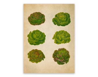 Vintage Lettuce Varieties Print: Garden Vegetable Food Art, EB19