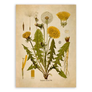 May include: A botanical print on aged paper featuring a detailed illustration of a dandelion plant, Taraxacum officinale, with yellow flowers, green serrated leaves, a white seed head, and root structures, labeled with the text Taraxacum officinale Web.