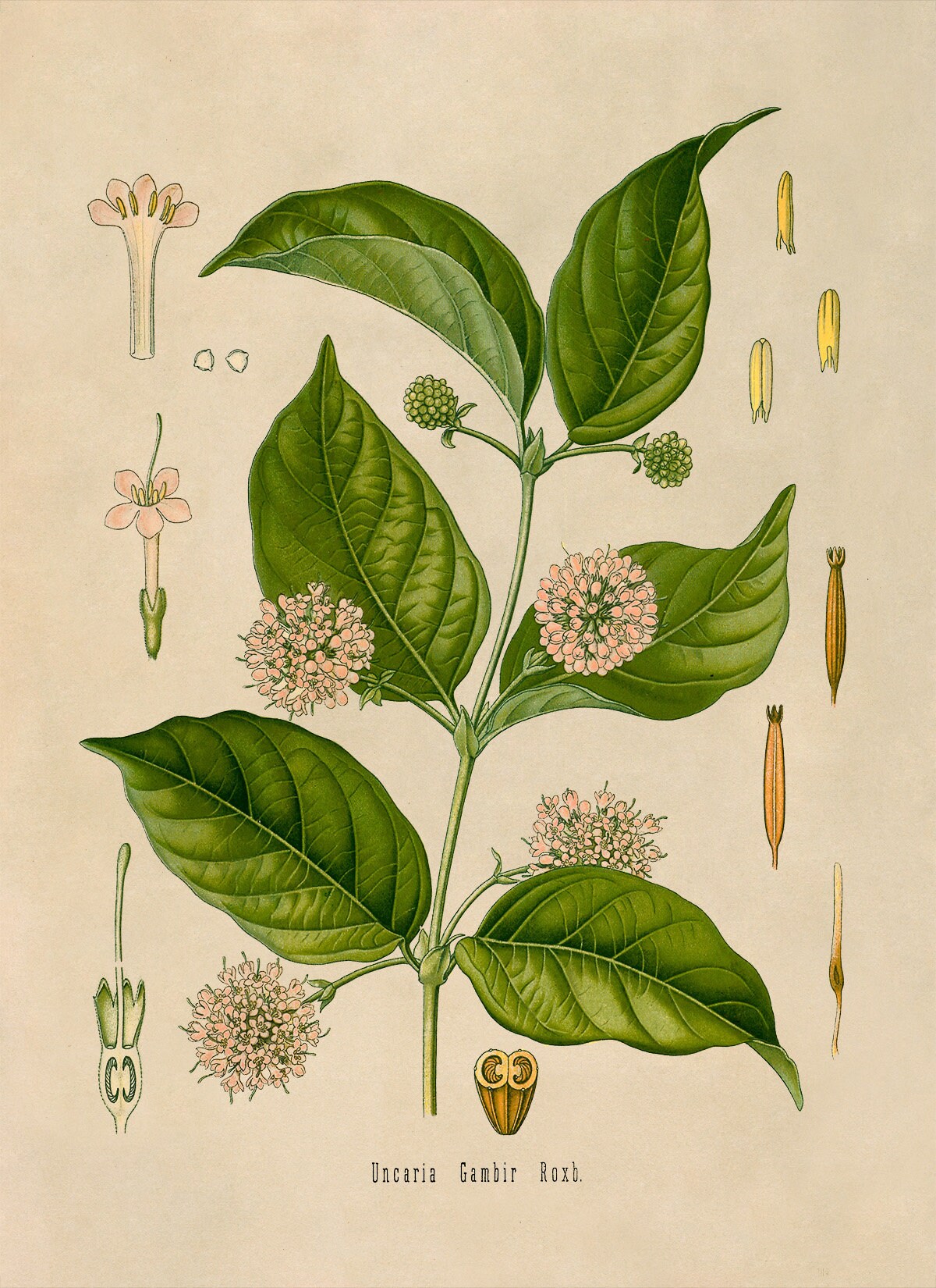 Gambier Plant Print, Medicinal Plants Botanical Illustration, Vintage Style  Reproduction, MOBO 74 - Etsy