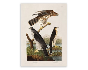 Northern Goshawk & Stanley Hawk Bird Print, Vintage Style Audubon Poster, Birds Of America Illustration,  AOB141