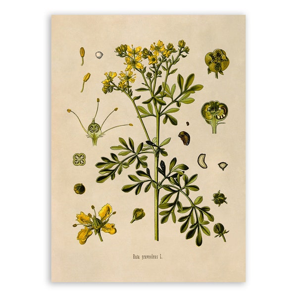 Rue Plant Print, Medicinal Plants Botanical Illustration,  Vintage Style Reproduction, MOBO 173