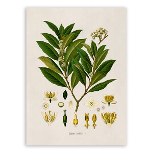 Impresión de planta de laurel, ilustración botánica de plantas medicinales, reproducción de estilo vintage, MOBO 1