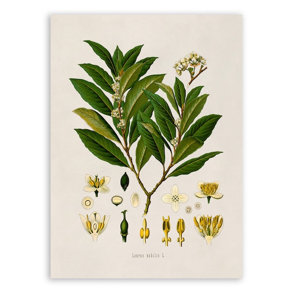 Bay Laurel Plant Print, Medicinal Plants Botanical Illustration,  Vintage Style Reproduction, MOBO 1