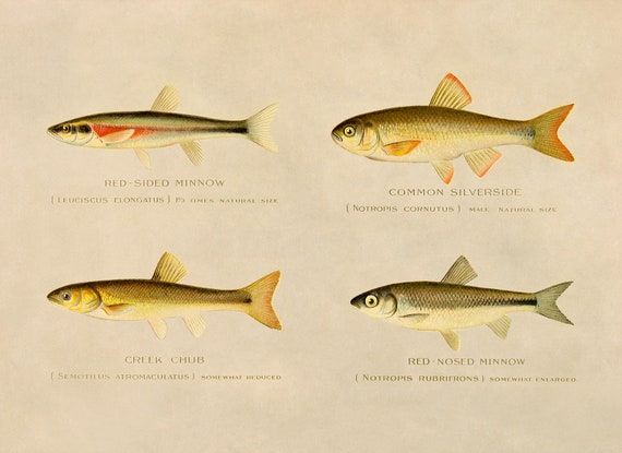 Creek Chub, Silverside, Minnow Fish Species Print, Vintage Style  Reproduction SFD25