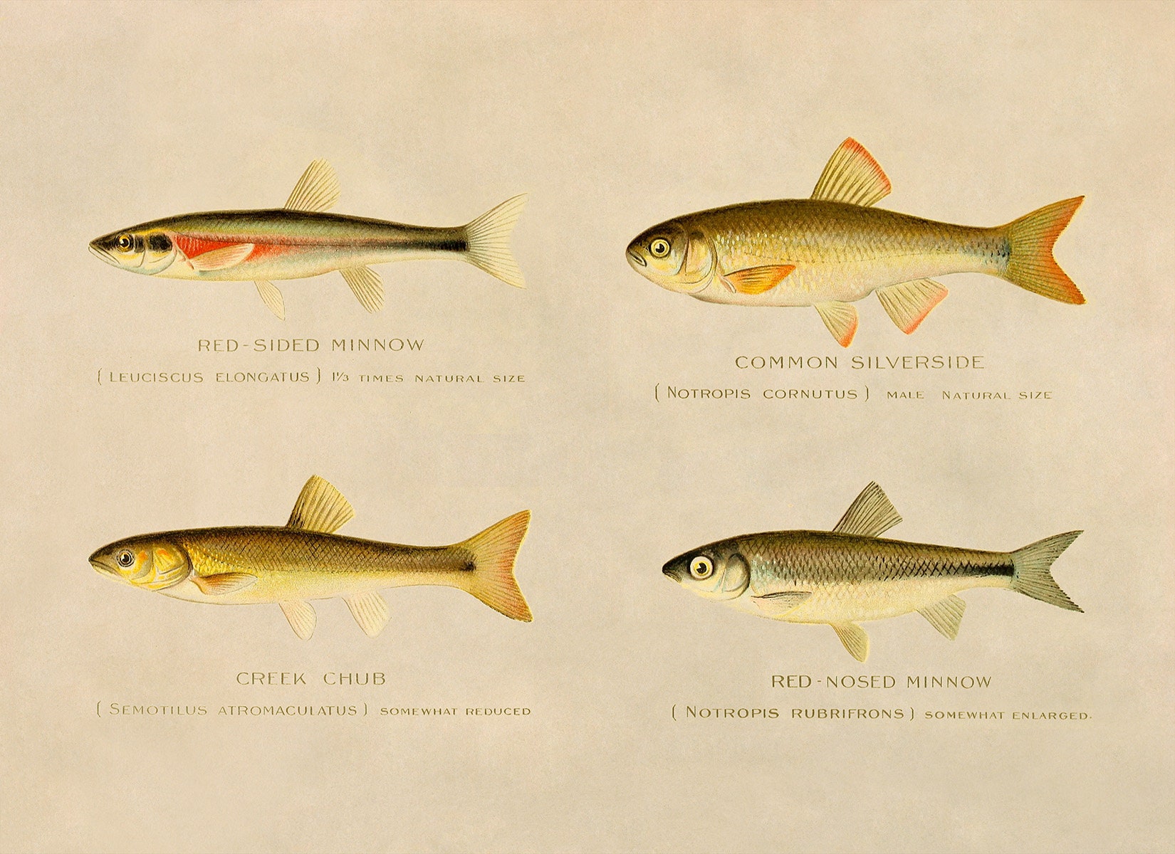 Creek Chub, Silverside, Minnow Fish Species Print, Vintage Style  Reproduction SFD25 