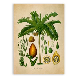 Areca Palm Tree Plant Print, Medicinal Plants Botanical Illustration, Vintage Style Reproduction, MOBO 165