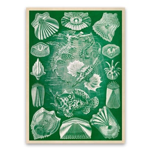 Fish Species Oceanography Print, Vintage Style Ernst Haeckel Marine Life Art, Nautical Wall Decor, NH88