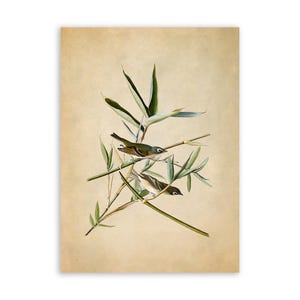 Blue Headed Vireo Bird Print, Vintage Style Audubon Poster, Birds Of America Illustration, AOB28