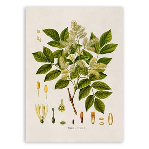 Manna Ash Tree Plant Print, Medicinal Plants Botanical Illustration, Vintage Style Reproduction, MOBO 87
