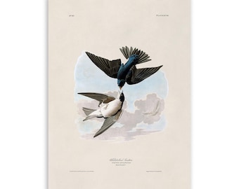 Tree Swallow Bird Print, Vintage Style Audubon Poster, Birds Of America Illustration, AOB99