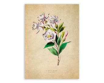 Gardenia Flower Print, Vintage Style Botanical Illustration, Premium Reproduction, FDA31