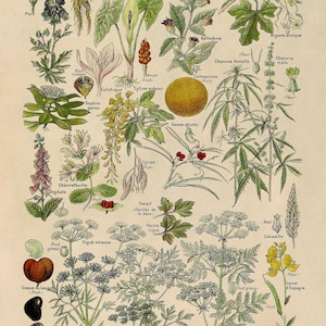 Dangerous & Poisonous Plants Species Variety Chart Print, Scientific Botany Illustration, AM90 Classic