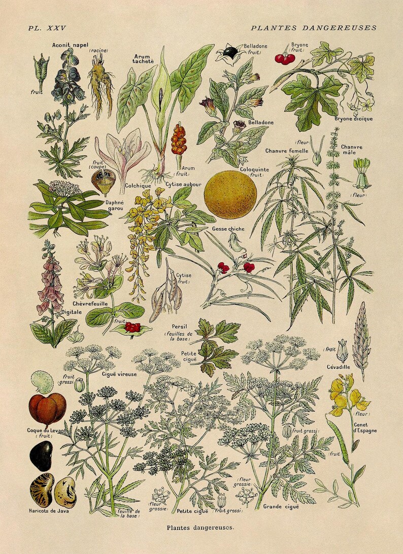 Dangerous & Poisonous Plants Species Variety Chart Print, Scientific Botany Illustration, AM90 Classic