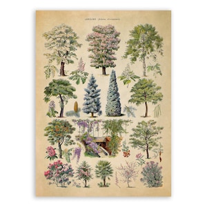 Ornamental Trees Species Chart, Scientific Botany Illustration, AM76 image 1