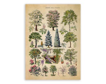 Ornamental Trees Species Chart, Scientific Botany Illustration, AM76