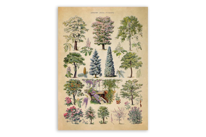 Ornamental Trees Species Chart, Scientific Botany Illustration, AM76 image 1