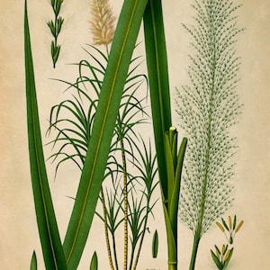 Puede incluir: Una ilustraci&oacute;n bot&aacute;nica de la ca&ntilde;a de az&uacute;car, Saccharum officinarum L., con hojas y tallos verdes, y un primer plano de los racimos de flores.
