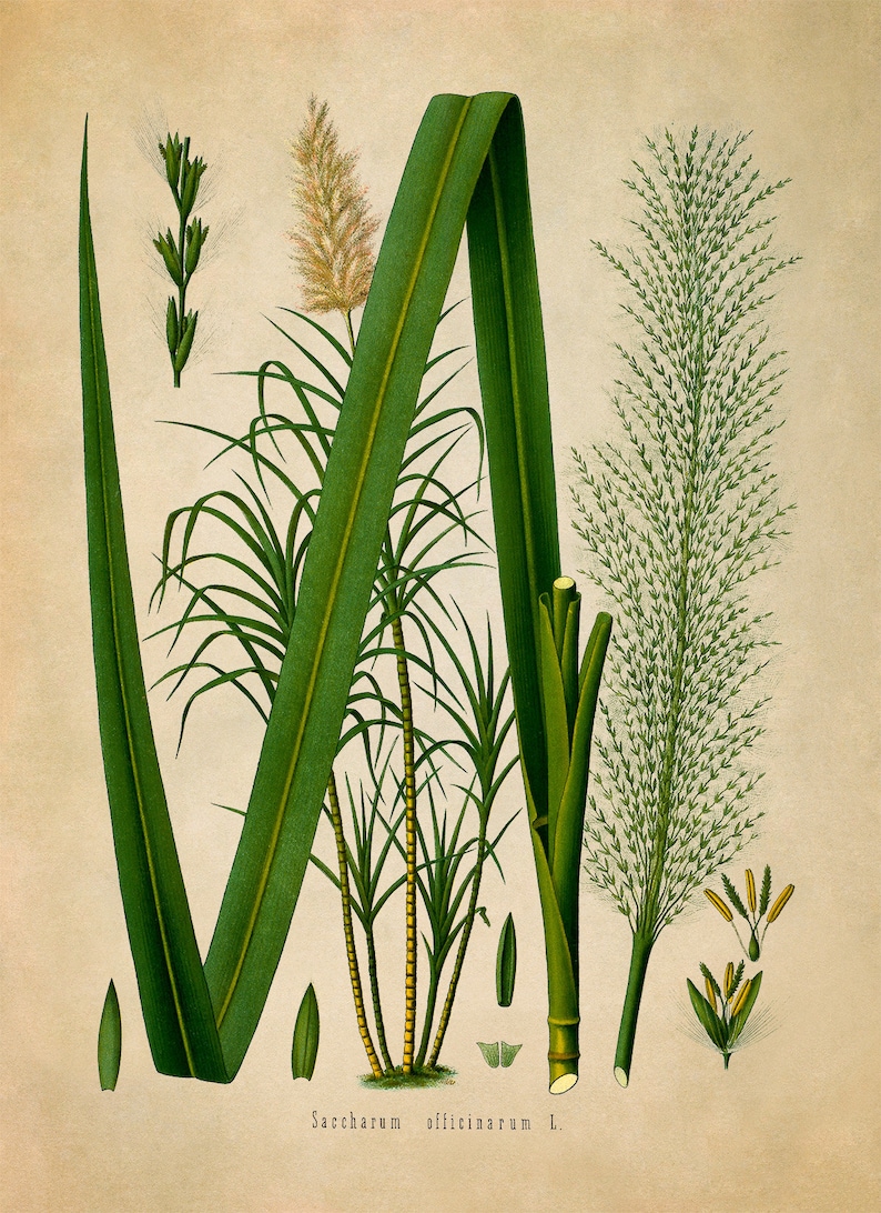 Puede incluir: Una ilustraci&oacute;n bot&aacute;nica de la ca&ntilde;a de az&uacute;car, Saccharum officinarum L., con hojas y tallos verdes, y un primer plano de los racimos de flores.
