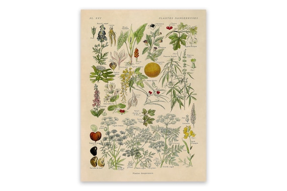 Dangerous & Poisonous Plants Species Variety Chart Print, Scientific Botany Illustration, AM90