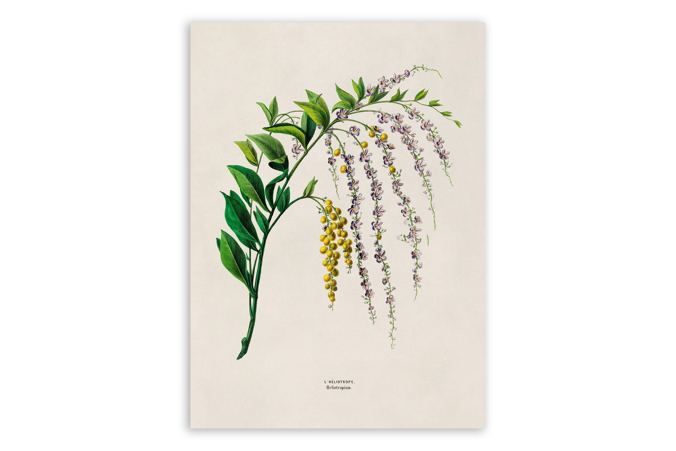 JorJorDecor - Etsy India