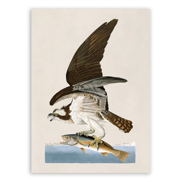 Osprey Bird Print, Vintage Style Audubon Poster, Birds Of America Illustration,  AOB80