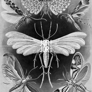 Moths Illustration Print, Vintage Style Ernst Haeckel Scientific Biology Print, Insect Wall Decor, NH8 image 2