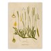 see more listings in the Botanical Illustrations  section