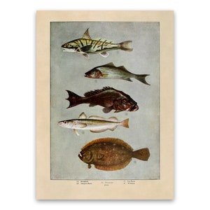 Bass Fishing Wall Art Print Gift. Largemouth Bass Fisherman Gift