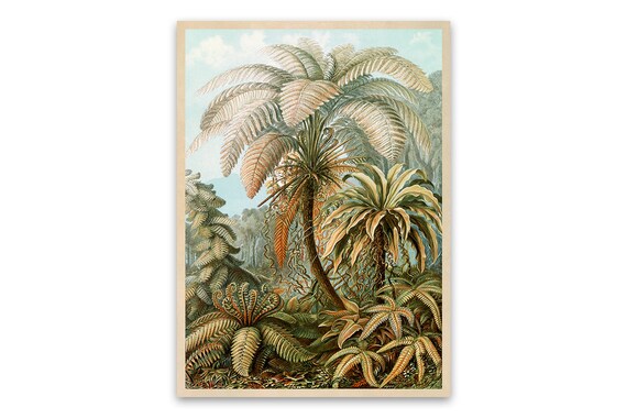 ERNST HAECKEL FILICINAE FERN ART A3 CANVAS GICLEE PRINT FRAMED