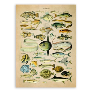 Vintage Fish Species Illustration: Adolphe Millot Marine Life Art Print, AM28