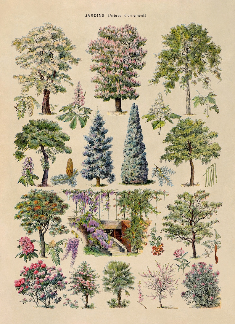 Ornamental Trees Species Chart, Scientific Botany Illustration, AM76 - Etsy