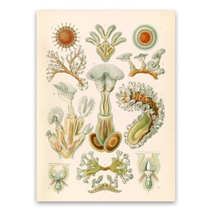Bryozoa Invertebrates Illustration, Vintage Style Ernst Haeckel Scientific Biology Print, Sea Life Art, Nautical Wall Decor, NH43