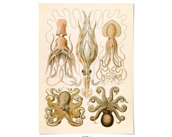 Octopus Species Print: Ernst Haeckel Marine Life Illustration, NH29
