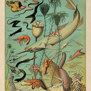 May include: A vintage educational illustration depicting various marine life, including fish, crustaceans, and invertebrates. The illustration is set against a blue-green background and features the title "OCEANOGRAPHIE" at the top.