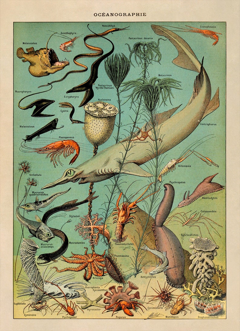 May include: A vintage educational illustration depicting various marine life, including fish, crustaceans, and invertebrates. The illustration is set against a blue-green background and features the title "OCEANOGRAPHIE" at the top.
