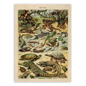 May include: A vintage-style educational poster titled REPTILES featuring detailed color illustrations of various snakes, lizards, turtles, and crocodiles arranged across a beige background with small text labels identifying each species shown.