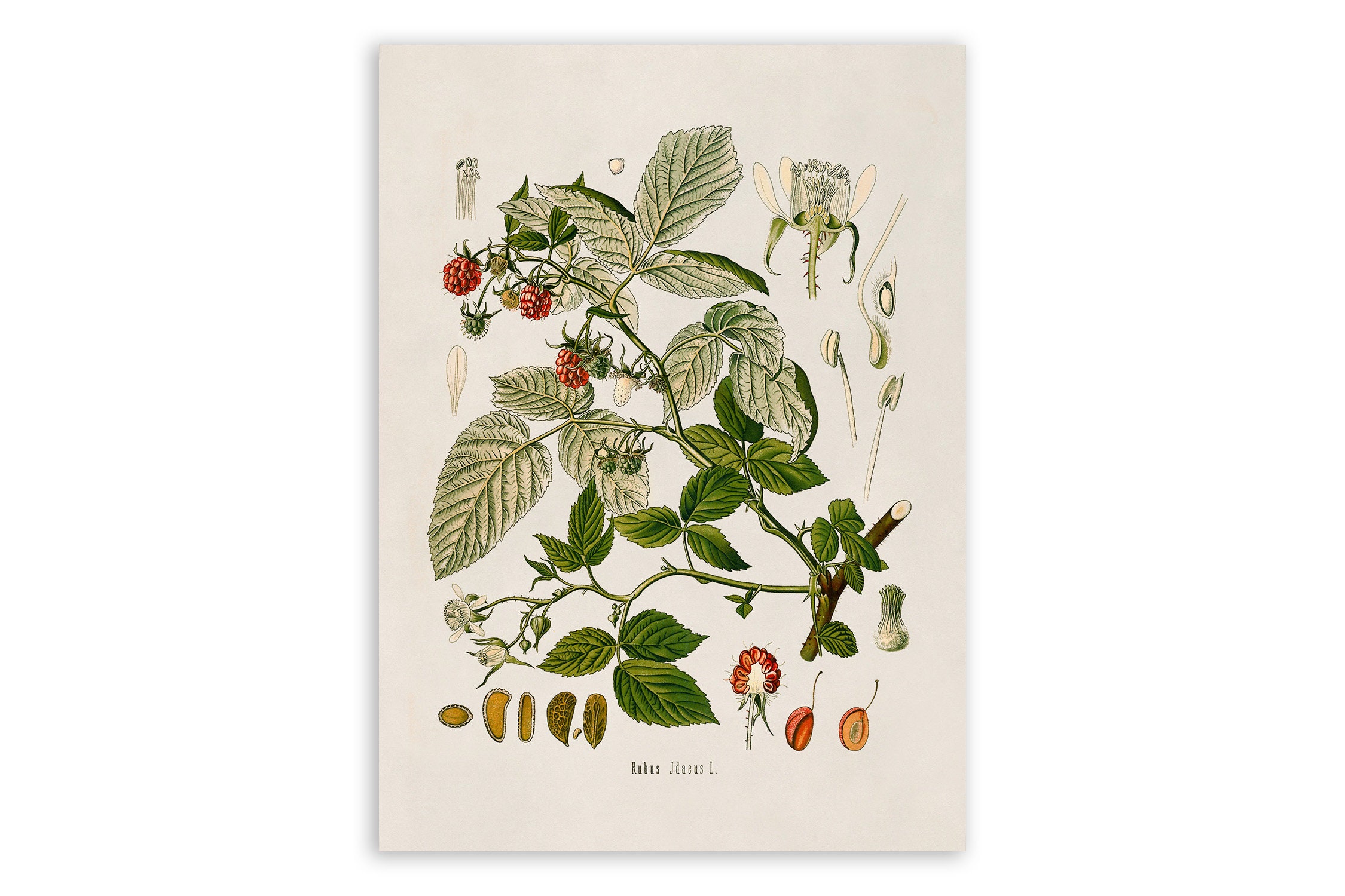 Red Raspberry Fruit Plant Print, Medicinal Plants Botanical