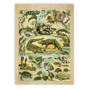 Reptiles Species Print, Vintage Style Reptile Illustration, Adolphe Millot Chart Poster, Reptile Specimen Artwork, Children&#39;s Decor AM40