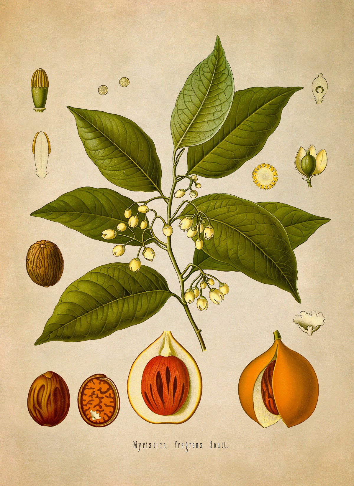 Nutmeg Tree Plant Print Medicinal Plants Botanical - Etsy