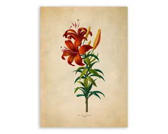 Tiger Lily Flower Print, Vintage Style Botanical Illustration, Premium Reproduction, FDA116