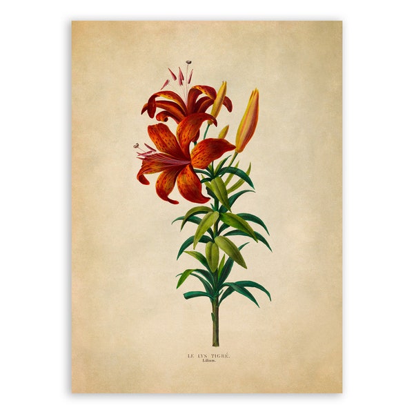 Tiger Lily Flower Print, Vintage Style Botanical Illustration, Premium Reproduction, FDA116