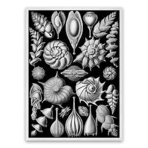 Microorganism Illustration, Vintage Style Ernst Haeckel Scientific Biology Print, Microbiology, NH77