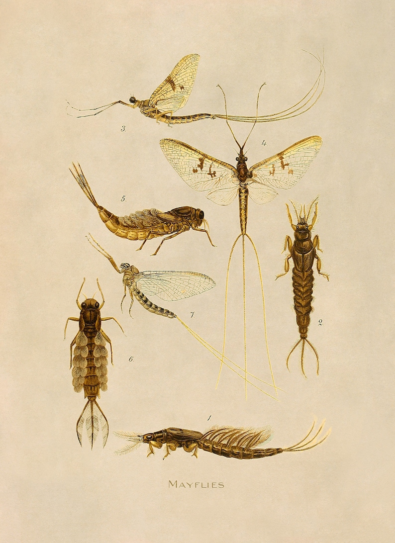 Mayflies Types Mayflies Insect Print, Vintage Style Reproduction, SFD35 - Etsy