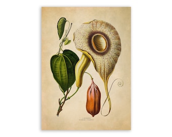 Pelican Flower Print, Vintage Style Botanical Illustration, Premium Reproduction, FDA150