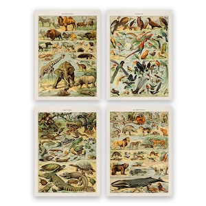 Animal Themed Set of 4 Prints, Adolphe Millot Educational Wall Art Featuring Reptiles Birds and Mammals, Vintage Style Reproductions, COM15