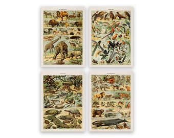 Adolphe Millot Animal Prints - Vintage Style Educational Wall Art Set of 4, COM15