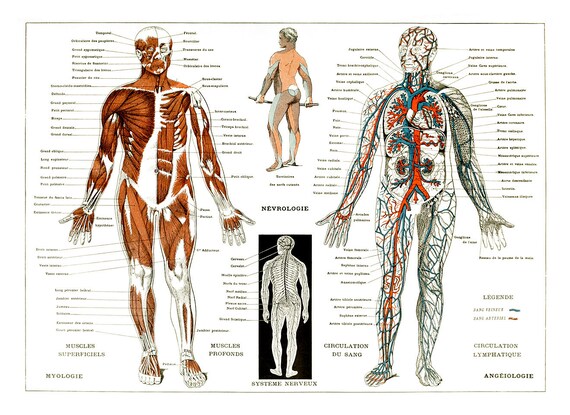 Human Muscular System Chart