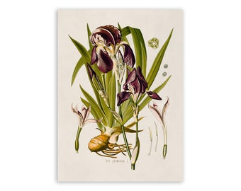 Purple Iris Flower Plant Print, Medicinal Plants Botanical Illustration,  Vintage Style Reproduction, MOBO 63